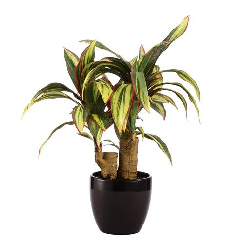 Dracaena Bonsai Ceramic Potted Plant