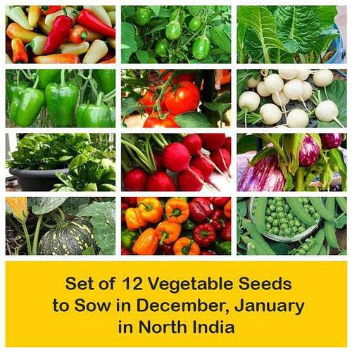 Set of 12 Vegetable Seeds to Sow in December, January in North India