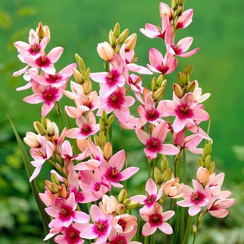 Ixia Giant (Pink) - Bulbs