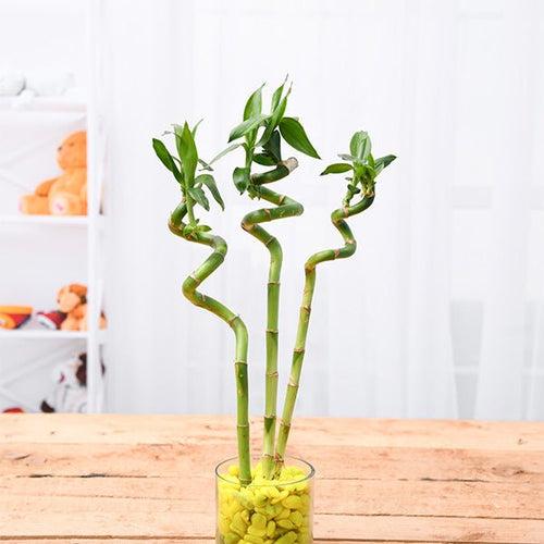 60 cm Spiral Stick Lucky Bamboo Plant - (Pack of 3)
