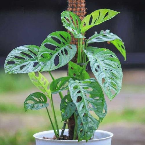 Monstera acuminata - Plant