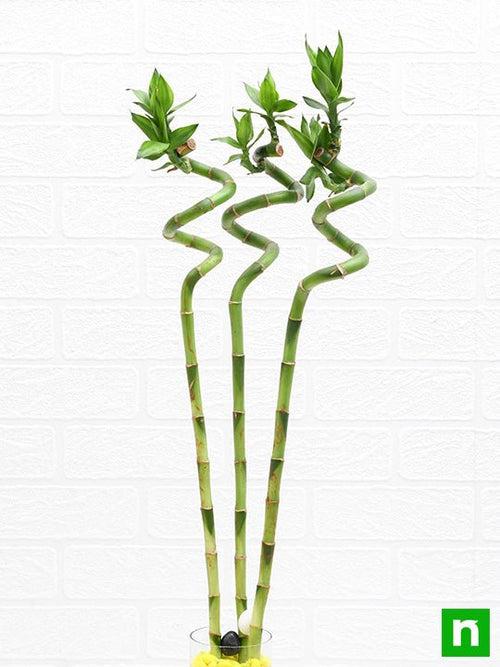 60 cm Spiral Stick Lucky Bamboo Plant - (Pack of 3)