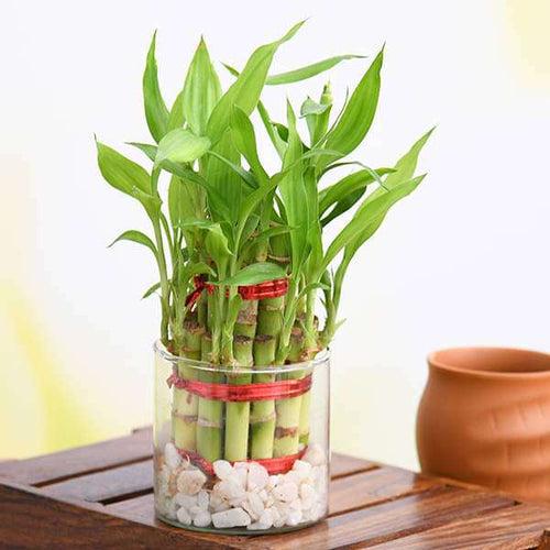 Gift 2 Layer Lucky Bamboo in a Round Glass Vase for Prosperity