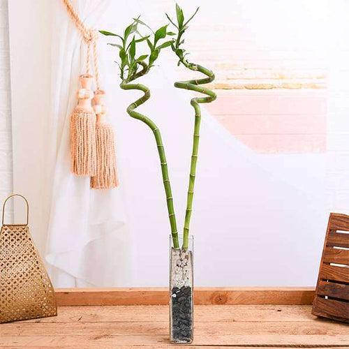 Set of 2 Spiral Sticks Lucky Bamboo in a Square Glass Vase with Pebbles