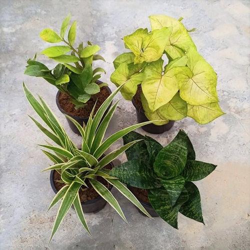 Set of 4 Evergreen Air Purifier Plant Pack