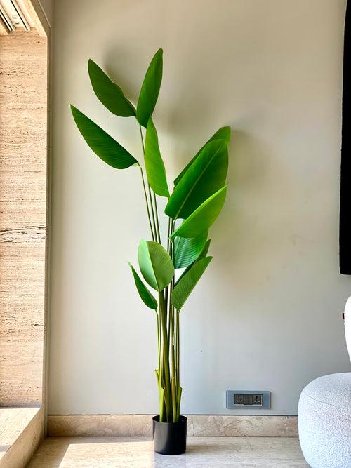 Artificial Calathea Palm Tree (6 Feet)