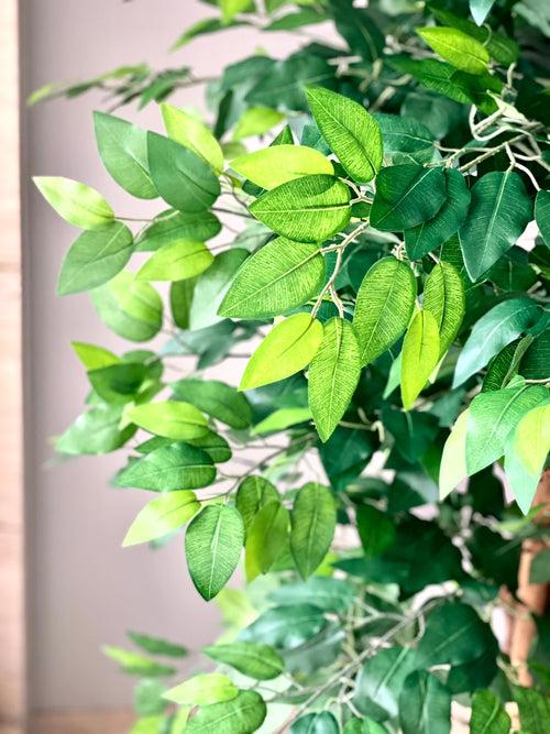 Artificial Ficus Opulence - 6ft