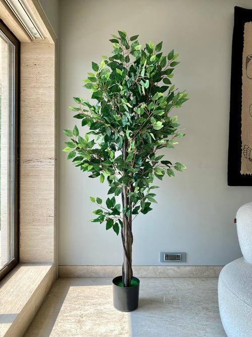 Artificial Jade Ficus Plant - 6ft