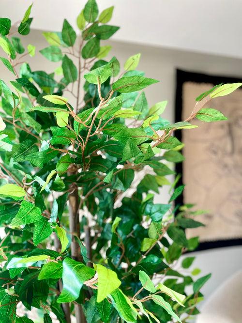 Artificial Jade Ficus Plant - 6ft