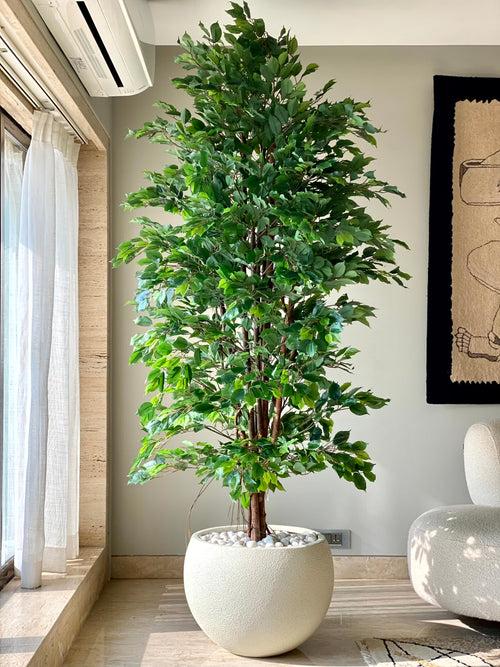 Artificial Natural Trunk Ficus Tree - 7.5 Feet