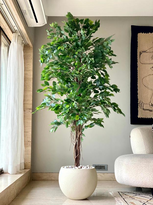 Artificial Natural Trunk Ficus Tree - 6.5 Feet