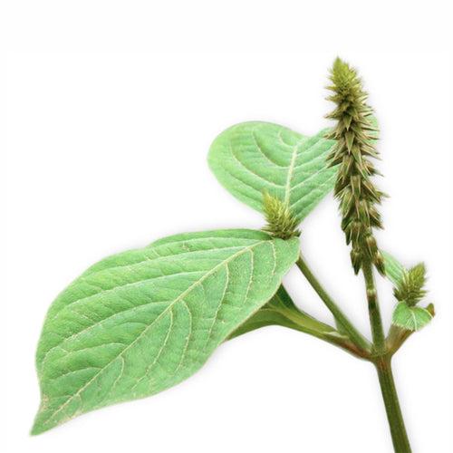 Achyranthes Herb Powder Achyranthes aspera