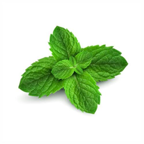 Peppermint Leaves Powder  Mentha Piperita