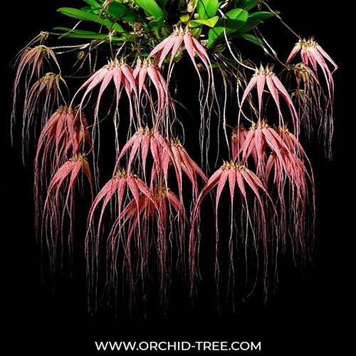 Bulbophyllum Elizabeth Ann Buckleberry Orchid Plant - BS