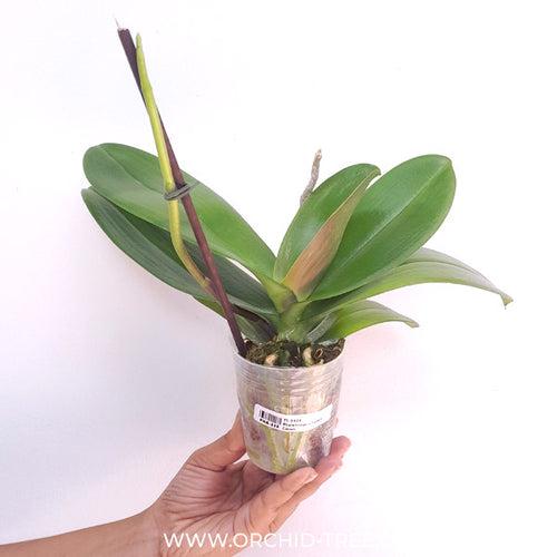 Phalaenopsis Fullers Clown Orchid Plant - FF