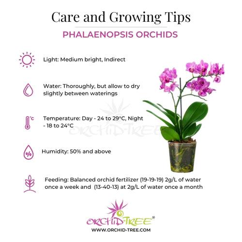 Phalenopsis Cantaloupe Orchid Plant - BS