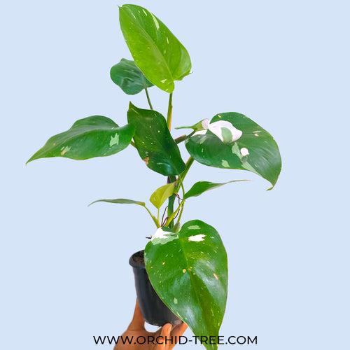 Philodendron White Wizard