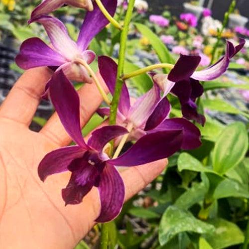 Dendrobium Jacquelyn Concert Red Twisted Orchid - BS