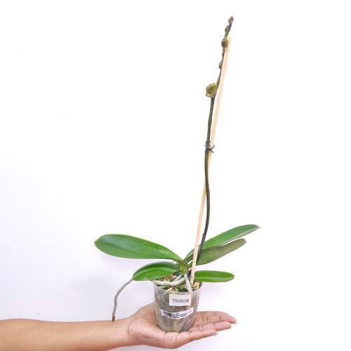 Phalaenopsis Shu Long Beauty 'TS3058' Orchid Plant - BS