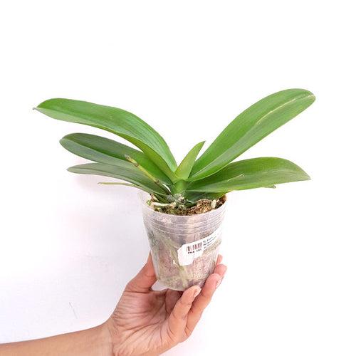 Phalaenopsis Ten Sides Jia Zhen Orchid Plant - FF