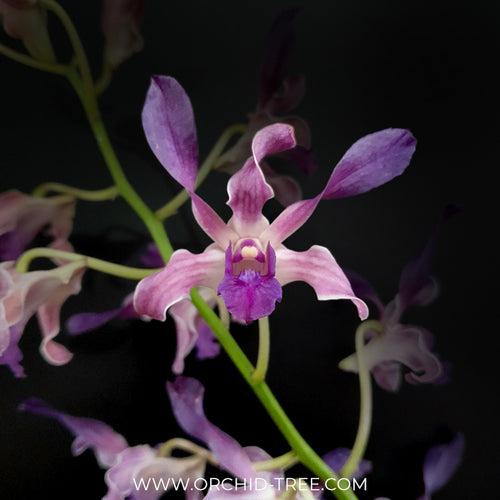 Dendrobium Twisted Blue Orchid Plant - BS