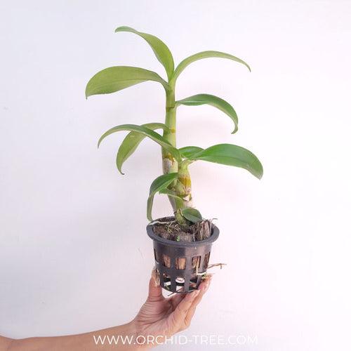 Dendrobium Twisted Blue Orchid Plant - BS