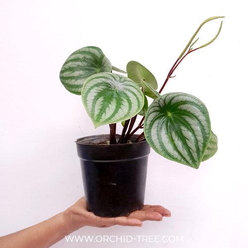 Watermelon Peperomia