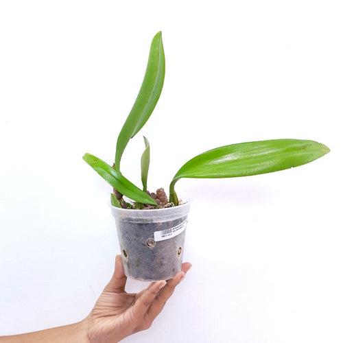 Bulbophyllum Elizabeth Ann Buckleberry Orchid Plant - BS