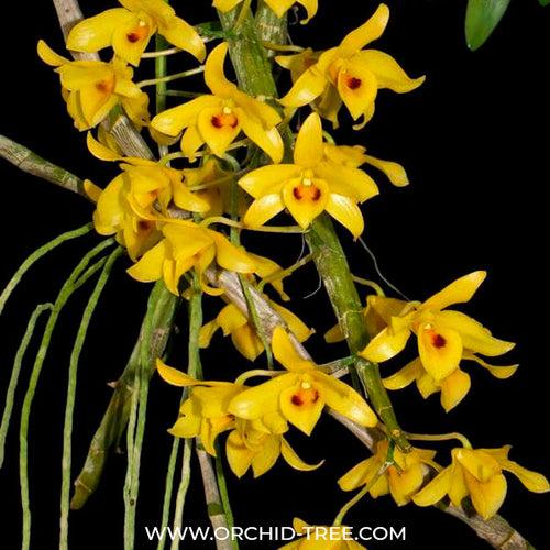 Dendrobium friedericksianum sp. Orchid Plant - BS