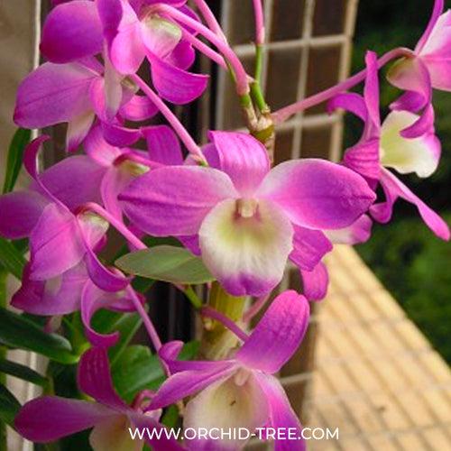 Dendrobium Hamana Lake Dream 'Kumi'  - BS