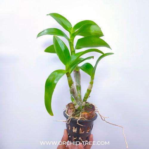 Dendrobium Gift by God Orchid Plant- BS