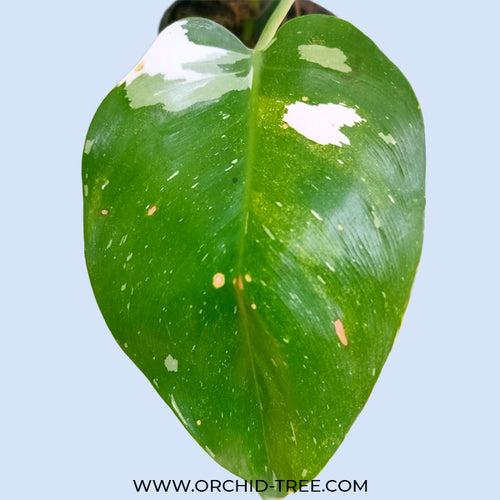 Philodendron White Wizard