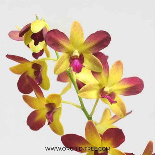 Dendrobium Gift by God Orchid Plant- BS