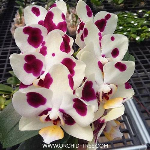 Phalaenopsis Yaphon Nougat - BS