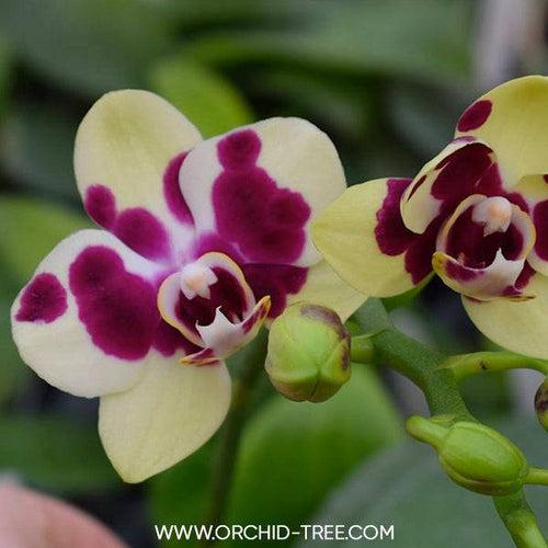 Phalaenopsis Yaphon Nougat - BS