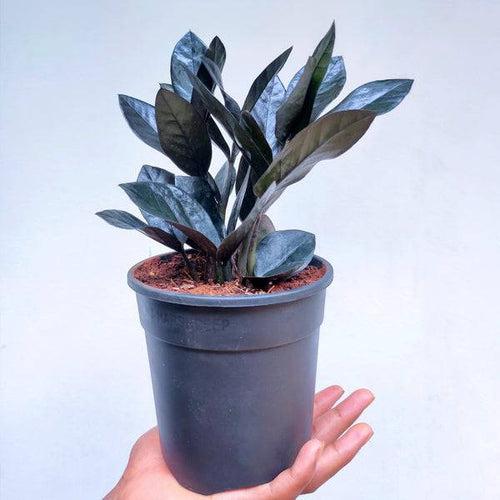 Zamioculcas Black Raven Plant - Zuzu / ZZ Plant