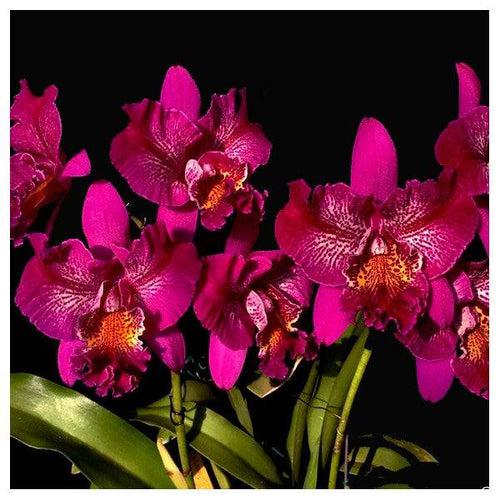 Cattleya (Meloara) Ching Sun Bright Star - BS