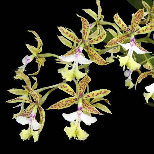 Epidendrum stamfordianum 'Galaxy' sp. - BS