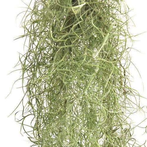 Spanish Moss (Tillandsia usneoides)