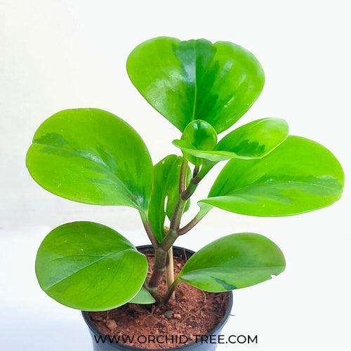 Peperomia Lemon Lime