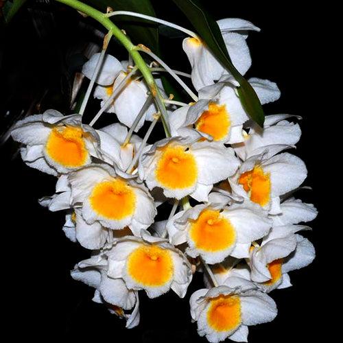 Dendrobium palpebrae sp. Orchid Plant - BS