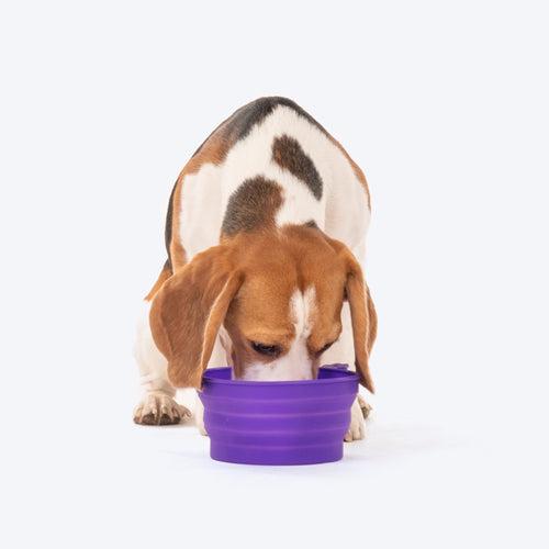 Dash Dog Collapsible Travel Bowl For Dogs & Cats - Violet