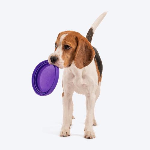 Dash Dog Collapsible Travel Bowl For Dogs & Cats - Violet