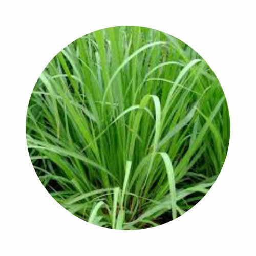 Organic Lemon Grass (लेमन ग्रास) - 1 Bunch