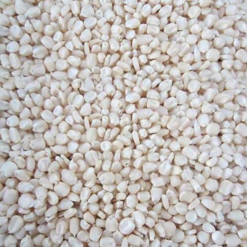 White Maize / Safed Makka ( सफेद मक्का )