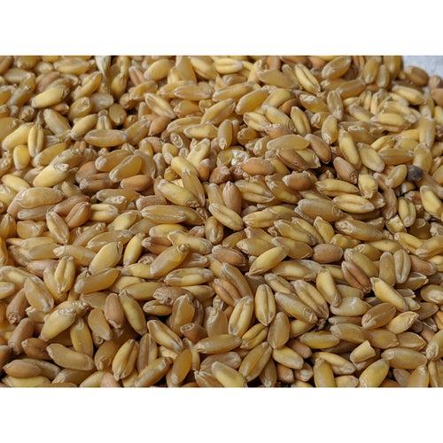 Organic Wheat - Bansi (बंसी गेहू)