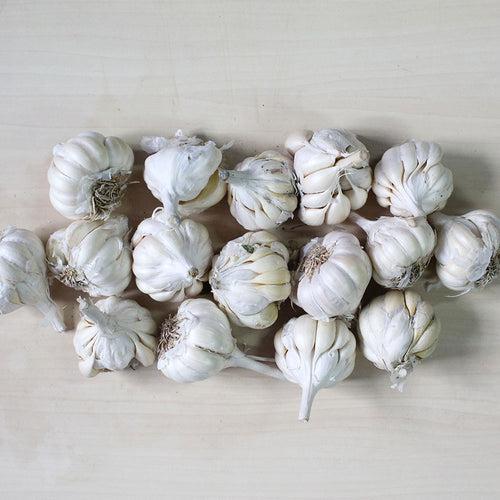 Organic Garlic