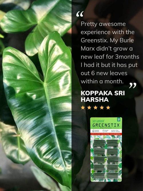 GreenStix - All Purpose Plant Food Sticks (Fertilizer Sticks)