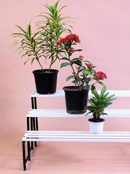 Cascade Plant Stand - 3 Step Plant stand | Rust Free | Heavy Duty