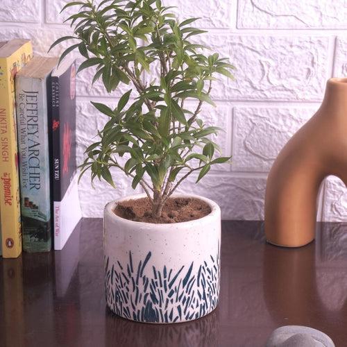 Ceramic Plant Pot